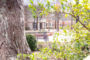 Large tree outside of the School of Business on the Atlanta Campus